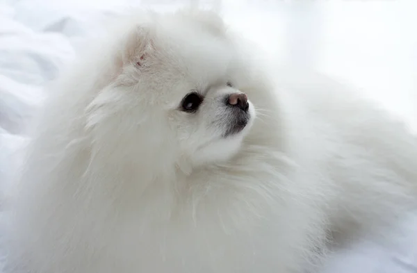 Perro Pomerania Blanco Adorable Esponjoso Primer Retrato Una Mascota — Foto de Stock