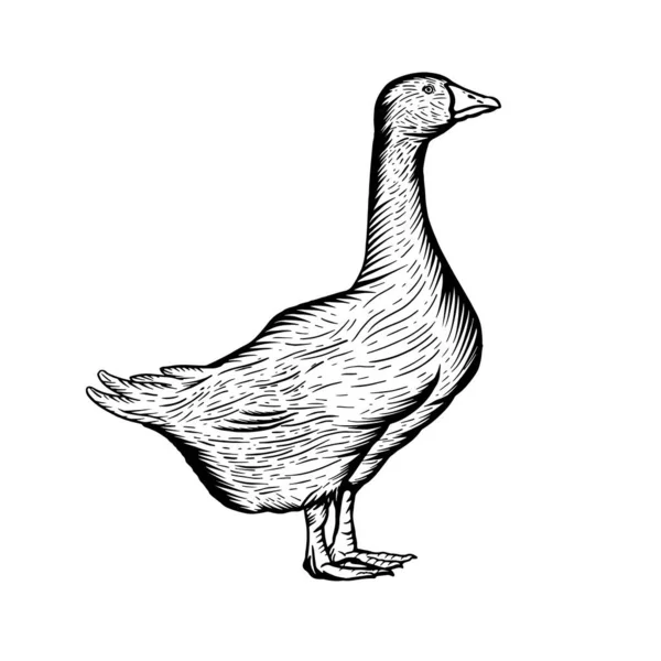 Hand Drawn Graphic Goose White Background Good Logo Design — Stock Vector
