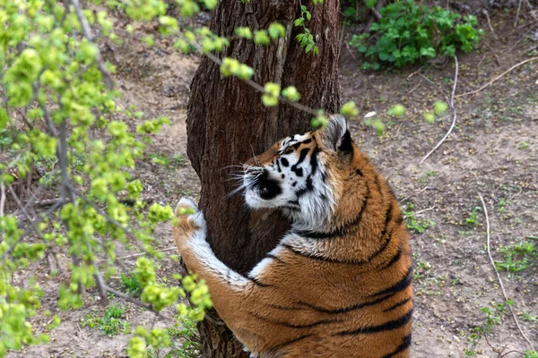 Velký tygr chodí kolem. Symbol roku 2022 Čínský nový rok — Stock fotografie
