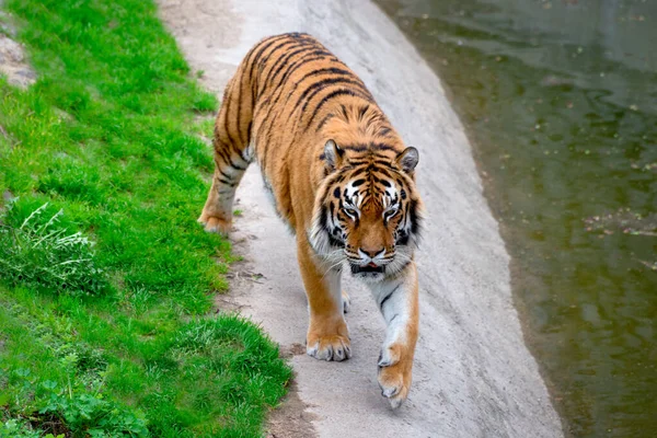 Gran Tigre caminando por ahí. Símbolo de 2022 Año Nuevo chino — Foto de Stock