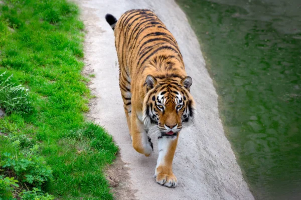 Gran Tigre caminando por ahí. Símbolo de 2022 Año Nuevo chino — Foto de Stock