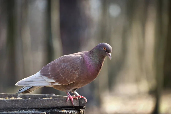 Wilde Grautaube am Futterhäuschen zwischen den Stadtparkbäumen. — Stockfoto