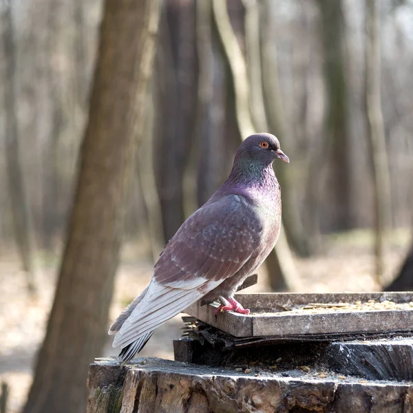 Wilde Grautaube am Futterhäuschen zwischen den Stadtparkbäumen. — Stockfoto