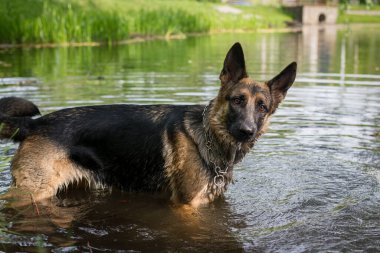 Genç Alman çoban köpeği göl suyunda zıplıyor ve oynuyor
