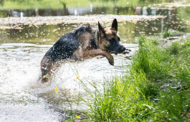 Genç Alman çoban köpeği göl suyunda zıplıyor ve oynuyor