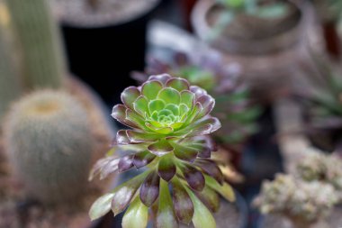 Sıcak bir evde sulu bir geçmişi var. Sinema filtreli resim