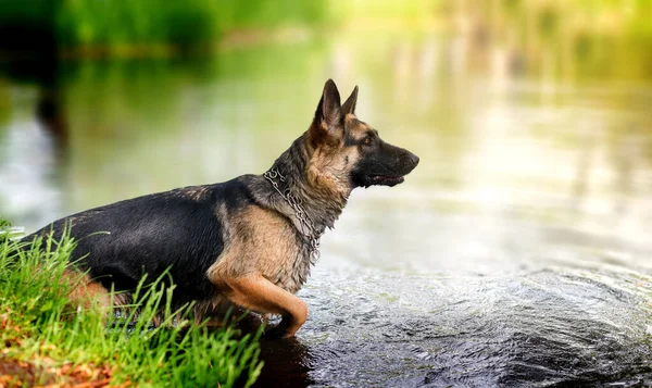 Young German Shepherd dog jumping and playing in the lake water — Stock Photo, Image