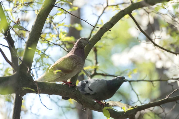 Brieftaube im Frühling auf einem Baum. — Stockfoto