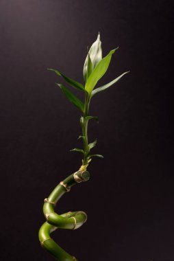 Yeşil Şanslı bambu ya da Dracena Houseplant siyah arkaplana yakın çekim.