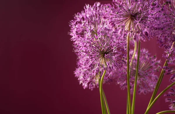 Krásná květina oxidu hlinitého na purpurovém pozadí. Allium nebo obří cibule dekorativní rostlina na květinové téma banner. — Stock fotografie