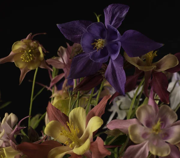 Bouquet of Aquilegia glandulosa flowers against a dark background. Floral wallpaper with aquilegia flowers.