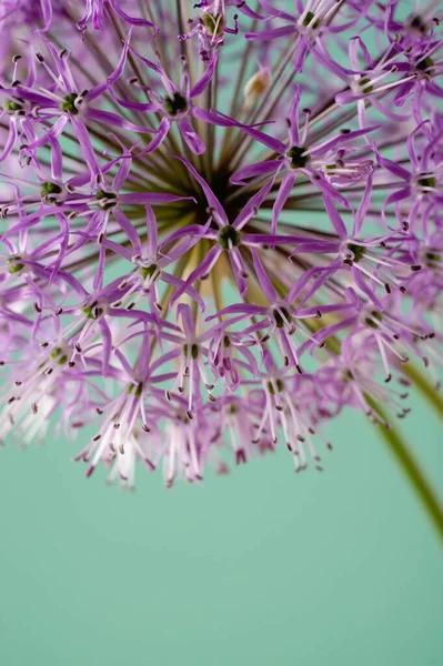 Krásná květina oxidu hlinitého na purpurovém pozadí. Allium nebo obří cibule dekorativní rostlina na květinové téma banner. — Stock fotografie