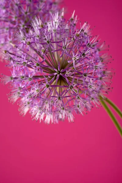 Krásná květina oxidu hlinitého na purpurovém pozadí. Allium nebo obří cibule dekorativní rostlina na květinové téma banner. — Stock fotografie