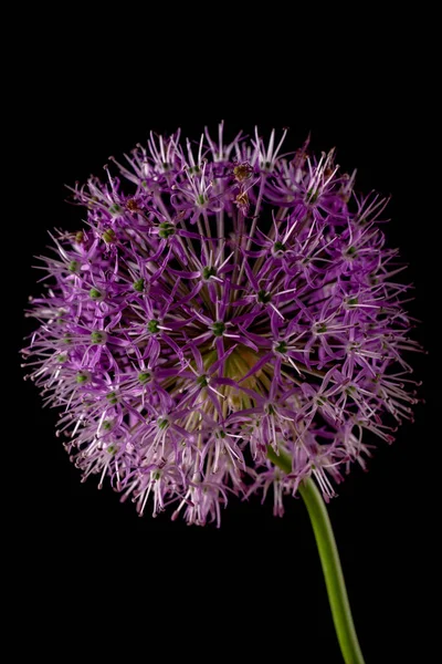 Beautiful allium flower against a purple background. Allium or Giant onion decorative plant on a floral theme banner. — Stock Photo, Image