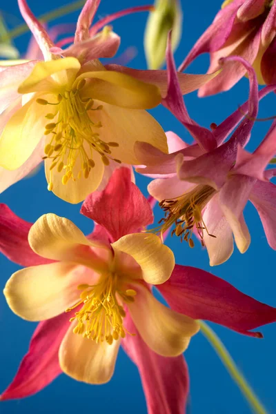 Bouquet of Aquilegia glandulosa flowers against a dark background. Floral wallpaper with aquilegia flowers.