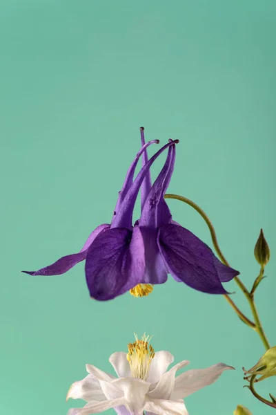 Beautiful Aquilegia glandulosa against dark background. Floral wallpaper with aquilegia flower.