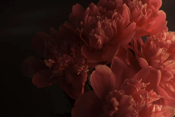 Pion mot en mörk bakgrund. Blommig tapet med vackra rosa pioner mot svart. — Stockfoto