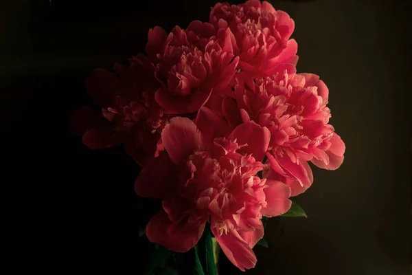 Peônia contra um fundo escuro. Papel de parede floral com belas peônias rosa contra preto. — Fotografia de Stock