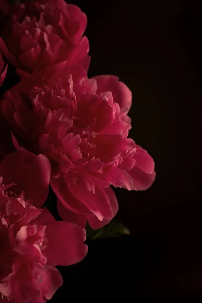 Peony against a dark background. Floral wallpaper with beautiful pink peonies against black. — Stock Photo, Image