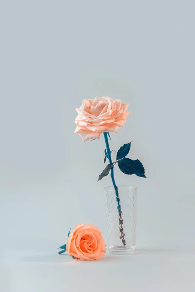 Minimalistyczna martwa natura z pojedynczą delikatną różową różą w wazonie na tle koloru. — Zdjęcie stockowe