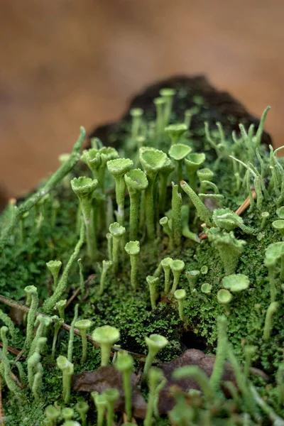 녹색 이끼, 버섯, 고사리 잎으로 이루어진 자연스럽게 장식된 틀. — 스톡 사진