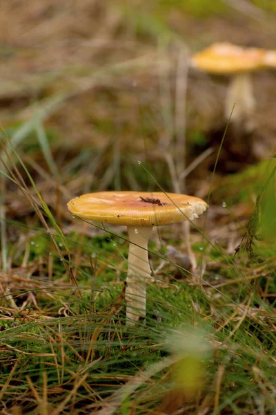 Mérgező gomba Amanita vagy Fly Agaric gombák az erdő padlóján magas zöld fű. Függőleges természetes őszi háttér. — Stock Fotó