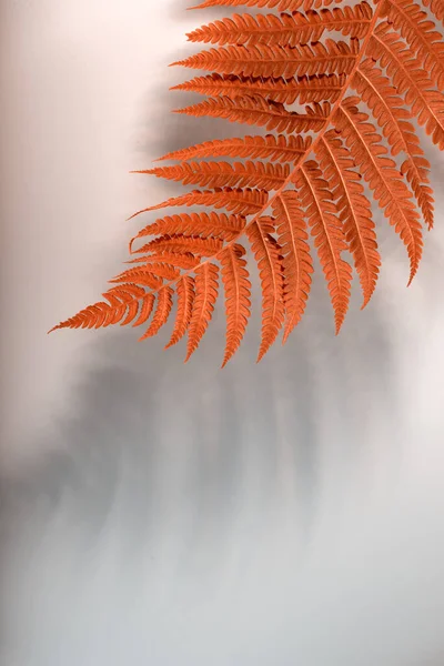 밝은 오렌지색 장미꽃 잎 과 잎의 그림자가 있는 중립적 인 회색 배경 — 스톡 사진