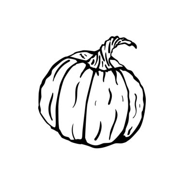 Büyük olgun balkabağı mürekkebi çizimi. Cadılar Bayramı vektörü.