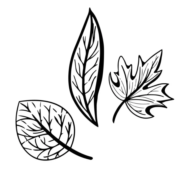 Grafik gibi sonbahar yaprakları beyaza mürekkeple yazılmış. Sonbahar tasarım elementleri. — Stok Vektör