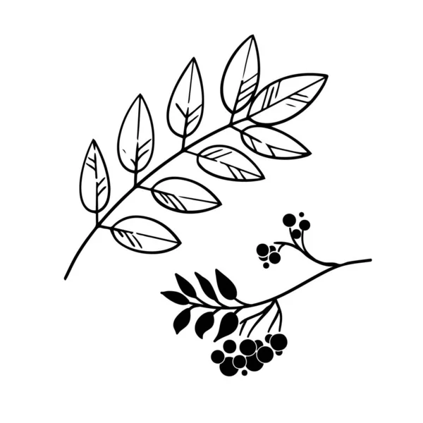Graficzny jesienny liść w atrament na biały. Elementy jesiennego projektu. — Wektor stockowy