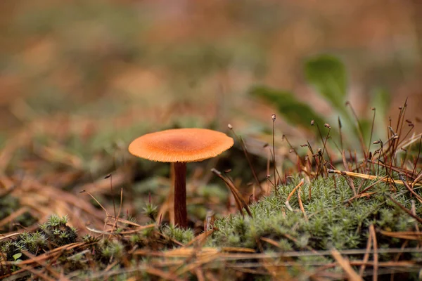 Cogumelo tóxico Amanita ou Fly Agaric Fungi no chão da floresta em grama verde alta. Fundo outonal natural vertical. — Fotografia de Stock