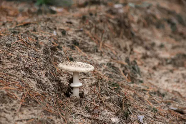 Cogumelo tóxico Amanita ou Fly Agaric Fungi no chão da floresta em grama verde alta. Fundo outonal natural vertical. — Fotografia de Stock