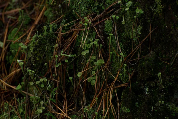 Naturalny dekoracyjny rama zielony mech, grzyb, liść paproć. — Zdjęcie stockowe