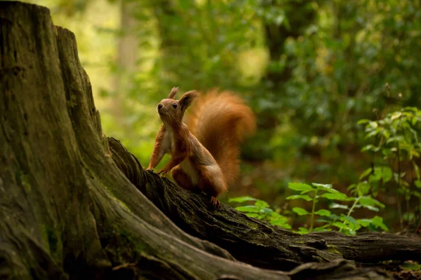 Red fluffy squirrel in a autumn forest. Curious red fur animal among dried leaves. — Stock Photo, Image