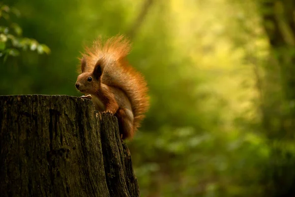 Czerwona puszysta wiewiórka w jesiennym lesie. Ciekawa czerwona sierść wśród suszonych liści. — Zdjęcie stockowe