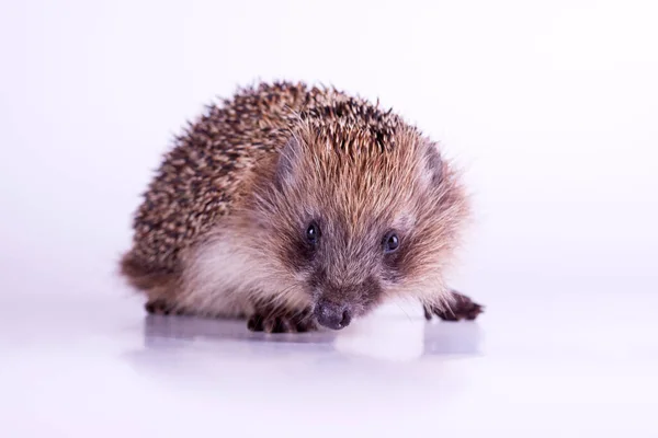 Cute wild European Hedgehog Isolated on White Background. — Stock Photo, Image