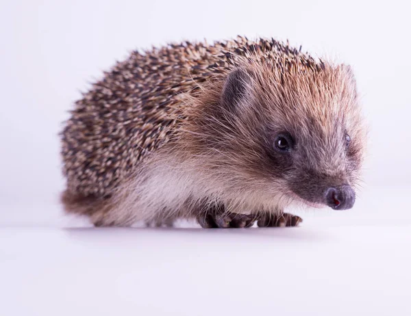 Cute wild European Hedgehog Isolated on White Background. — Stock Photo, Image