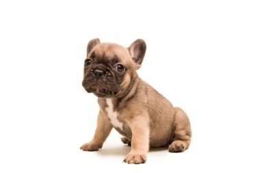 Fransız Fawn Bulldog köpek yavrusu beyaz arka plana karşı. Şirin küçük köpek..