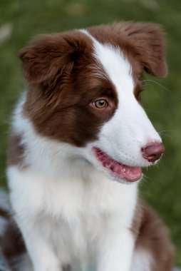 Yerde oturan sevimli Border Collie yavrusu. Parkta dört aylık tüylü köpek yavrusu.