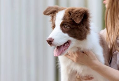 Yerde oturan sevimli Border Collie yavrusu. Parkta dört aylık tüylü köpek yavrusu.