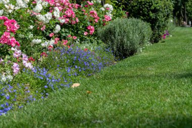 Yaz bahçesindeki güzel güller. Koyu yeşil yapraklara karşı taze kırmızı güllerle kaplanmış karamsar çiçek arkaplanı.