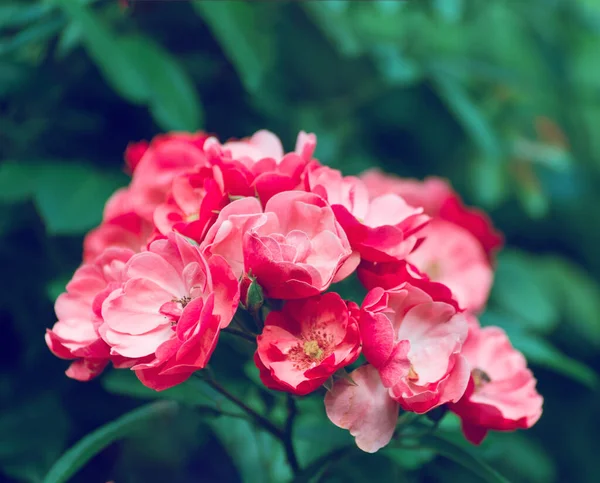 Belas Rosas Arbusto Jardim Verão Fundo Floral Mal Humorado Com — Fotografia de Stock