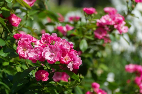 Piękne Róże Krzak Ogrodzie Letnim Moody Kwiatowy Tło Świeżymi Czerwonymi — Zdjęcie stockowe