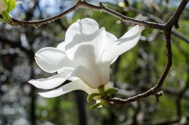 Güzel manolya ağacı bahar çiçekleri. Jentle beyaz Manolya çiçek karşı günbatımı ışığı.