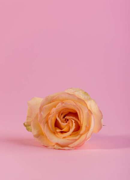 Minimalist still life with single gentle pink rose against a pink color background.