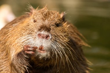 Nutria ya da Coypu, büyük nehir faresi. Yaklaş..