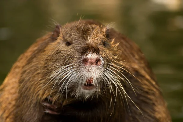 Nutria lub Coypu, duży szczur rzeczny zbliżenie. — Zdjęcie stockowe