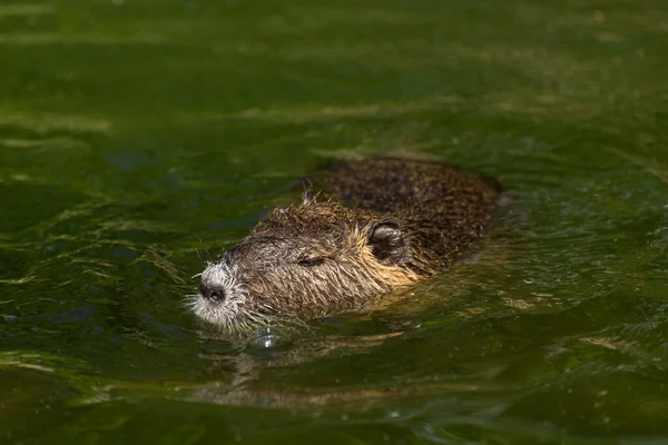 Nutria nebo Coypu, velká krysa zblízka. — Stock fotografie