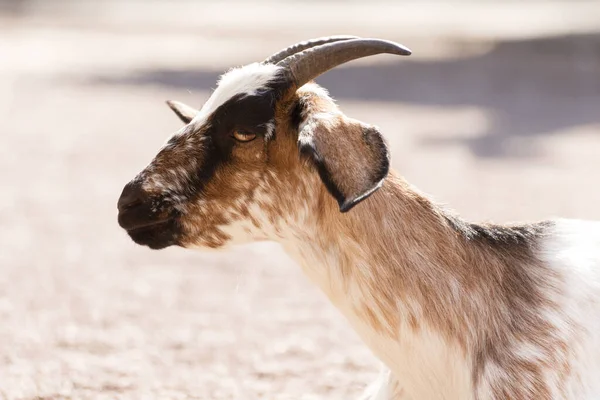 Amazing young goat on a sand background. Sacrifice animal to islamic traditions. — Stock Photo, Image