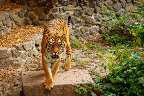 Ο Μεγάλος Τίγρης τριγυρνά. Σύμβολο του 2022 κινεζικό νέο έτος — Φωτογραφία Αρχείου
